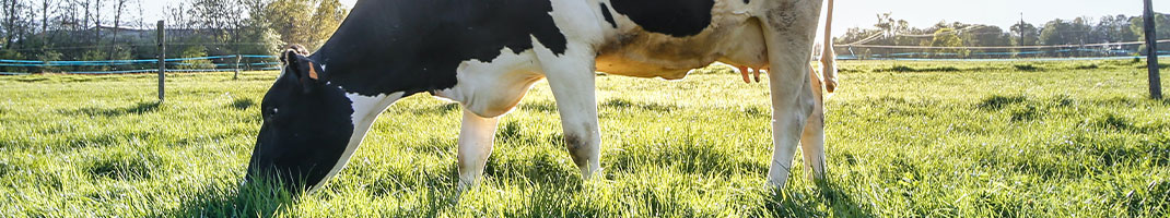 Une vache normande dans un champs