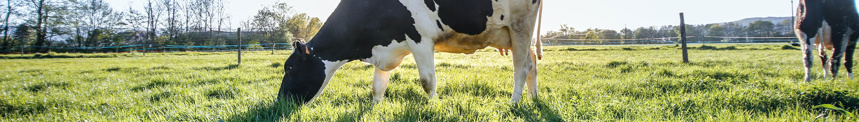 Une vache normande dans un champs